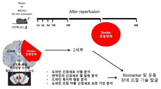 1단계에 수행한 뇌졸중 동물모델 연구내용의 모식도 (1,2,3 세부 공동으로 뇌졸중 모델을 제작 공유)