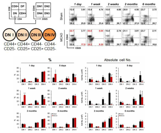 뇌졸중 후 흉선 내 thymocytes development 분석