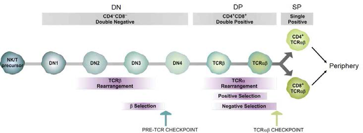 Thymocytes development 모식도 (Primer to the immune response 2nd 2014)