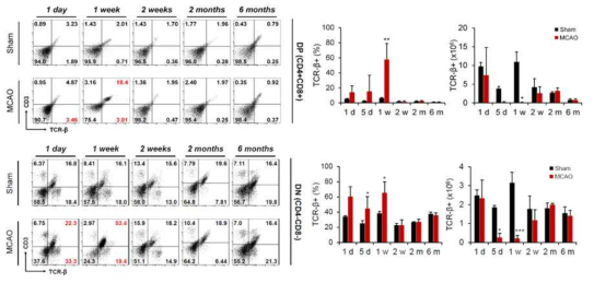 CD4-CD8- (DN), CD4+CD8+ (DP) thymocytes에서 TCRβ thymocytes 분석