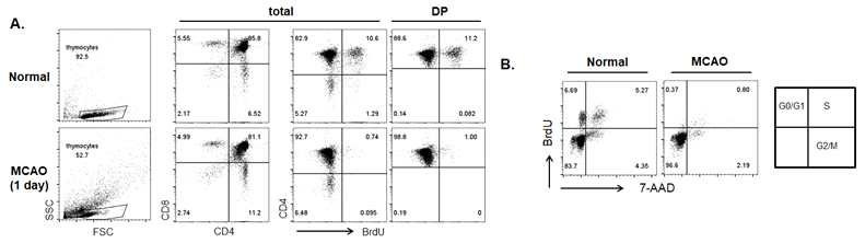 뇌졸중 1일 후 BrdU를 주입해 흉선 내 thymocytes proliferation과 세포사멸 관찰