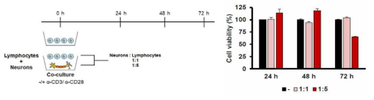 신경세포와 비장세포 비율에 따른 신경세포 생존율 비교