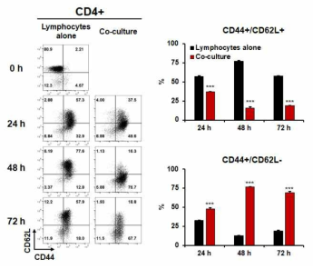 신경세포와 비장세포 공배양 후 CD4 T 세포에서 CD62L/CD44 분석