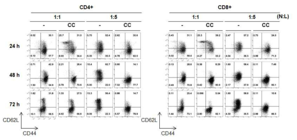 신경세포와 비장세포 ratio에 따른 T 세포 내 CD62L/CD44 분석