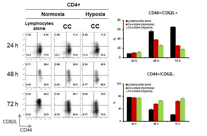 신경세포와 비장세포 공배양 후 CD4 T 세포의 CD44/CD62L 확인