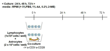 Astrocytes과 비장세포 공배양 모식도