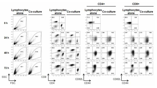 Astrocytes과 비장세포 공배양 후 T 세포 분석 (α-CD3/CD28로 자극)