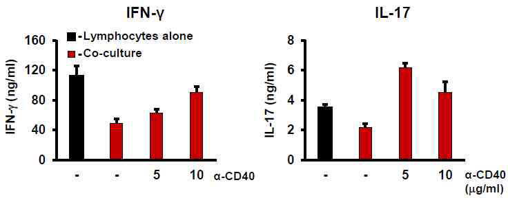α-CD40 항체가 T 세포에 미치는 영향