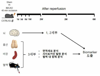 1단계에 수행한 뇌졸중 동물모델 연구내용의 모식도 (1세부에서 뇌졸중 모델 제공)