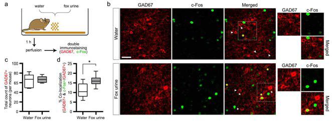 GAD67, c-Fos IHC 결과를 보여주는 공초점 현미경 이미지 데이터