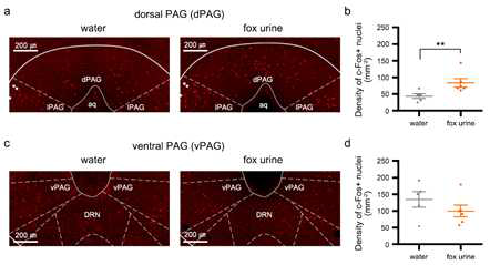 선천적 공포 반응 유도 자극인 여우 오줌에 노출된 생쥐의 dorsal PAG 활성이 증가함 확인. Ventral 부위에서는 유의미한 차이 없었음