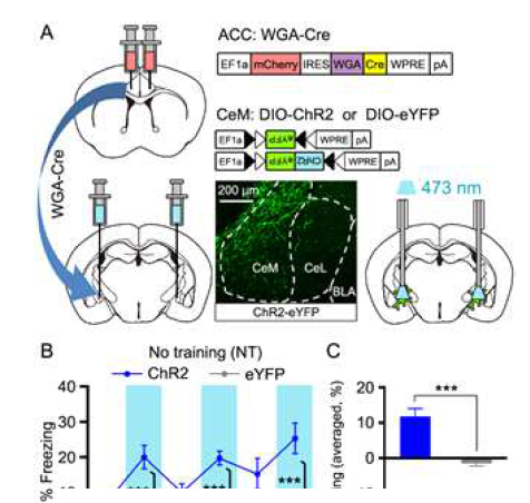 WGA-Cre를 이용한 amygdala 뉴런 표시 및 광유전학을 이용한 자극