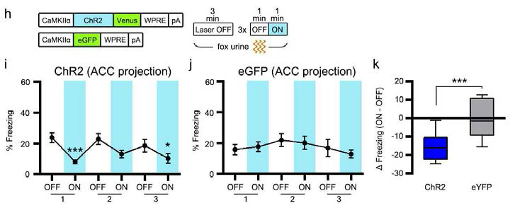 ChR2를 이용한 ACC-amygdala projection 자극 효과. Fox urine에 의해 유도된 freezing이 억제됨을 보여주는 행동 실험 결과