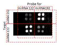 miRNA 122와 192 다중 검출 결과