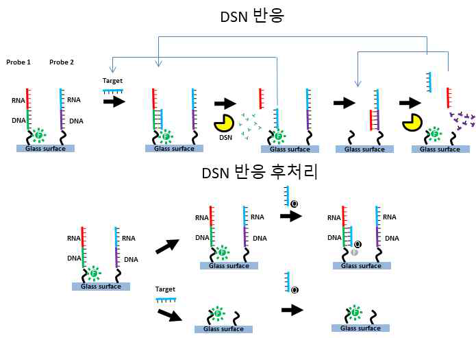 2 단계 DSN 반응 miRNA 검출 법