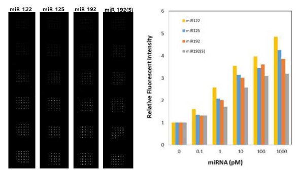 miRNA Target 농도별 스캔 결과 (좌) 스캔 이미지, 위에서부터 miRNA 농도 0(Control), 0.1, 1,10,100 1000 pM(우) 스캔 스폿의 Control 대비 상대적 세기