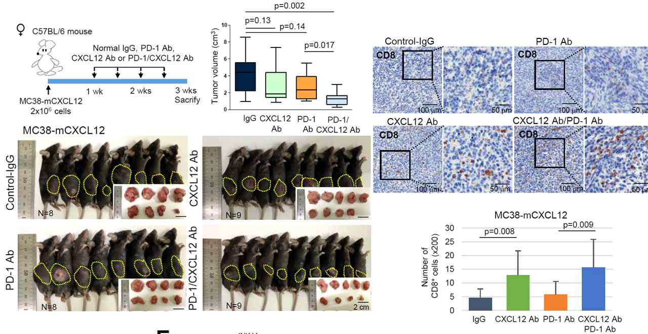 노화 종양세포 유래 CXCL12 억제에 의한 T 세포 침윤 증가 및 면역억제제 효과 증가