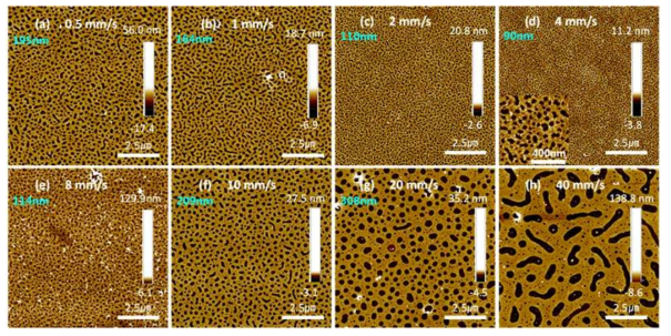 AFM images of porous P3HT films fabricated by solution shear-coating under different speeds