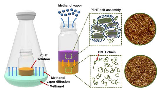 Schematic illustration of the non-solvent vapor treatment for controlling molecular self-assembly of P3HT chains