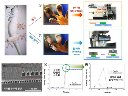 게코도마뱀의 효과적인 접/탈착 시스템을 이용한 비등방성 건식 접착 구조 개발