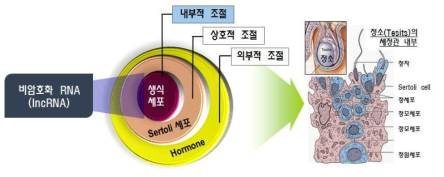 남성 생식세포 형성에 있어서 lncRNA의 관여