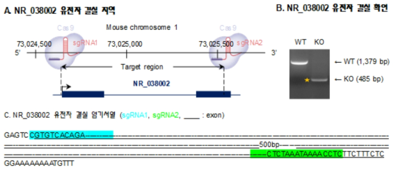 정소 특이 lncRNA NR_038002 유전자 결실 마우스 제작
