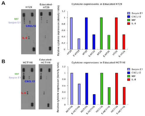 Educated-대장암세포주 특이적 사이토카인 발굴 (A: educated-HT29 사이토카인 발현, B: educated-HCT116 사이토카인 발현)