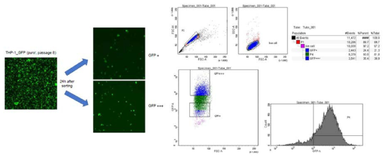 THP-1-GFP stable cell line 구축