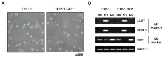 THP-1-GFP stable cell line 특성 분석