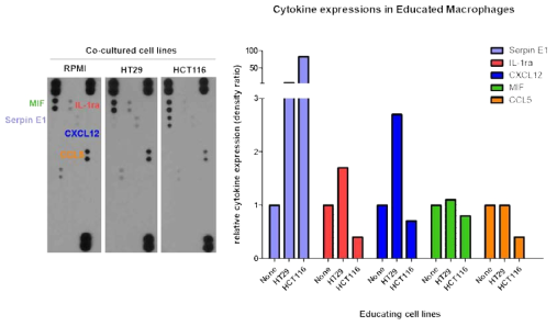 Educated-macrophage 특이적 사이토카인 발굴