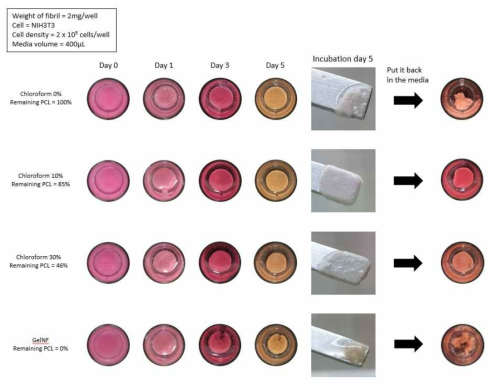 나노피브릴에 다양한 농도(0, 10, 30, 100%)를 처리한 샘플을 이용해 세포/피브릴 배양한 이미지