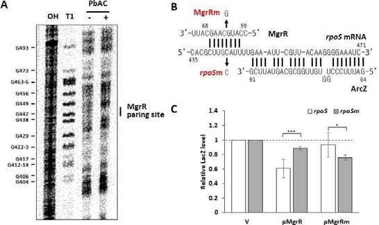 rpoS mRNA와 MgrR과의 상호작용