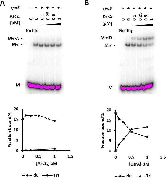 Hfq이 없을 때 MgrR-rpoS mRNA 상호작용에서 rpoS 활성 sRNA의 영향