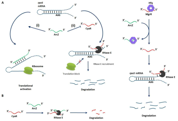 ncRNA-ncRNA 상호작용을 통한 rpoS 발현 조절 모델