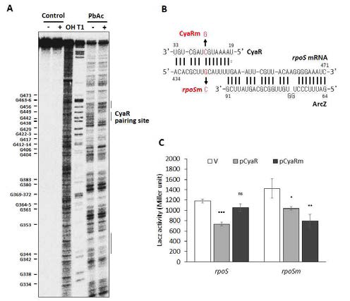 rpoS mRNA-CyaR 결합 분석