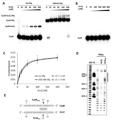 CyaR과 짧은 형태의 ArcZ의 결합
