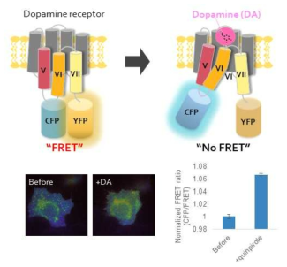 도파민 수용체의 구조 변화를 이용한 FRET 센서 디자인과 이미징 결과