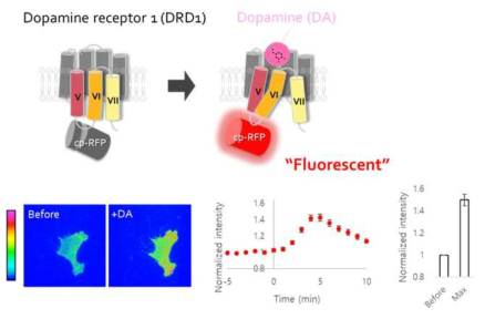 Red 버전의 새로운 도파민 수용체 활성 센서의 디자인과 실험 결과