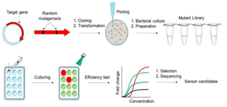 random mutagenesis와 cell based screening 과정