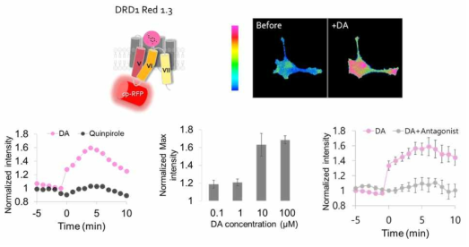 선정된 DRD1 red 1.3의 특징을 세포 수준 이미징을 통해 수행