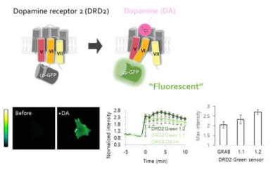 cpGFP를 기반으로 만들어진 DRD2 sensor인 GRAB의 최적화