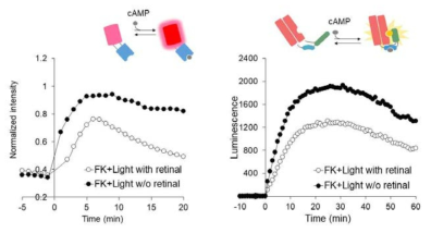 시간 세포 이미징과 spectrophotometer를 이용한 optoD2의 cAMP 생성 저해 결과