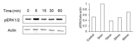 OptoDRD2를 빛으로 활성화 시켰을 때 pERK1/2 western blot 결과