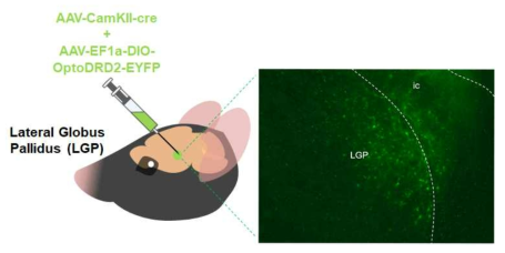 CamKII 마커를 가진 외부담창구 (External Globus Pallidus) 세포의 optoDRD2 발현