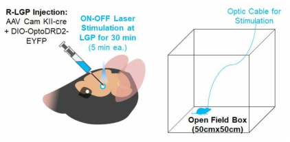 외부 담창구의 CamKII 뉴런의 optoDRD2를 자극하기 위한 행동 실험 구축