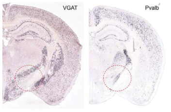 VGAT-ISH(좌)와 PV-ISH(우) (출처: Allen Brain Atlas) 붉은 원은 시상하핵의 위치를 표시함