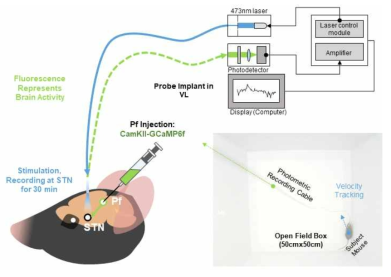 CaMKII 세포 특이적 Pf-STN 회로의 신경 활성 관찰을 위한 광섬유 광도 측정법 실험 모식도