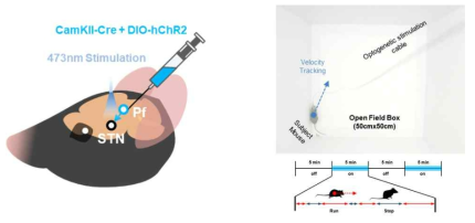 CaMKII 세포 특이적 Pf-STN 회로의 광유전학적 활성 실험 모식도