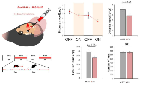 CaMKII 세포 특이적 양측 Pf-STN 회로의 광유전학적 억제 실험 모식도 및 총 운동량, 각 운동 유지 시간, 운동 시작 횟수 비교