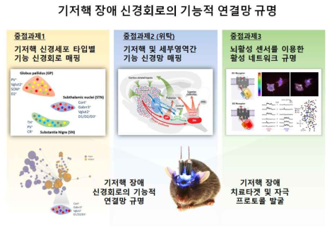 장기간 뇌심부 이미징을 통한 세포수준 기저핵 기능 신경회로망 구축 연구 개요